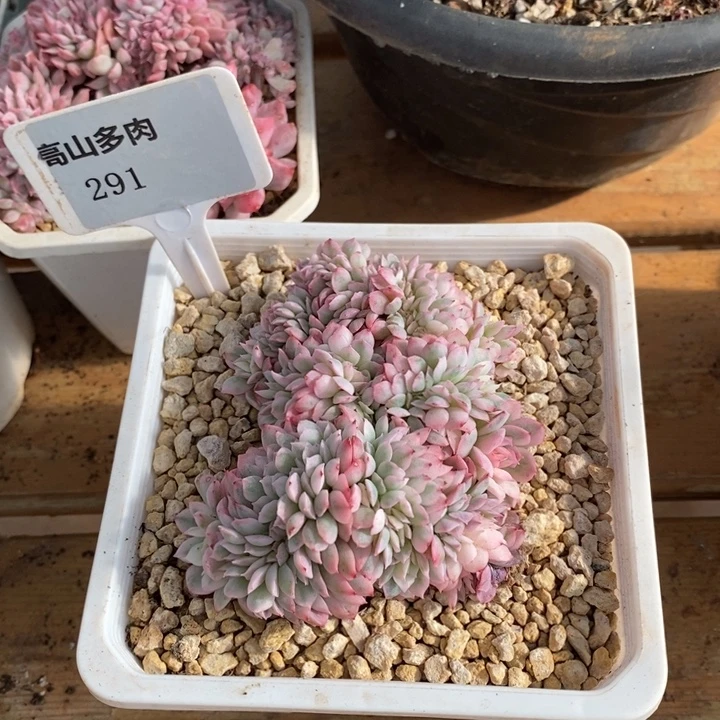 D291- 直播福利 缀化