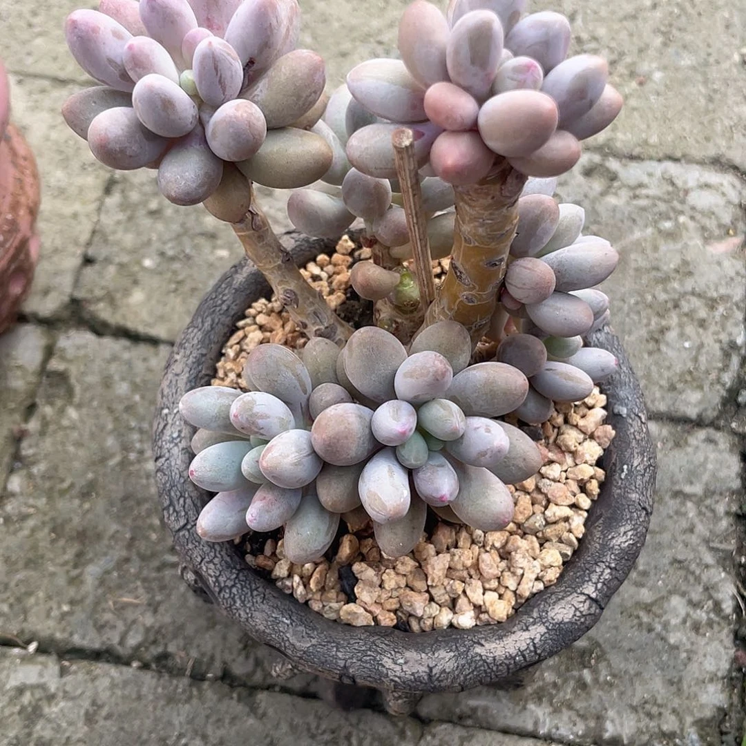 下***站多肉植物多肉植物