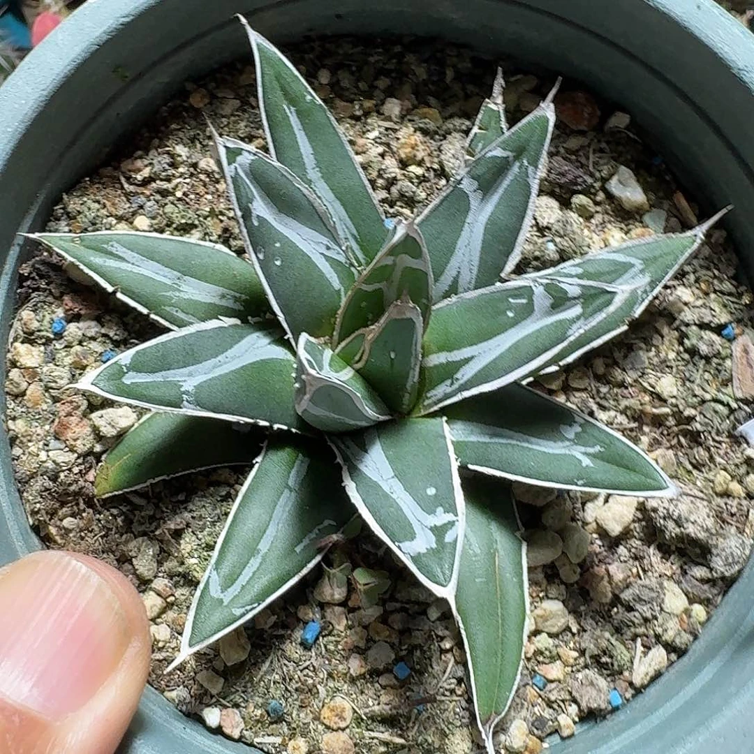 304笹之雪脱土发货