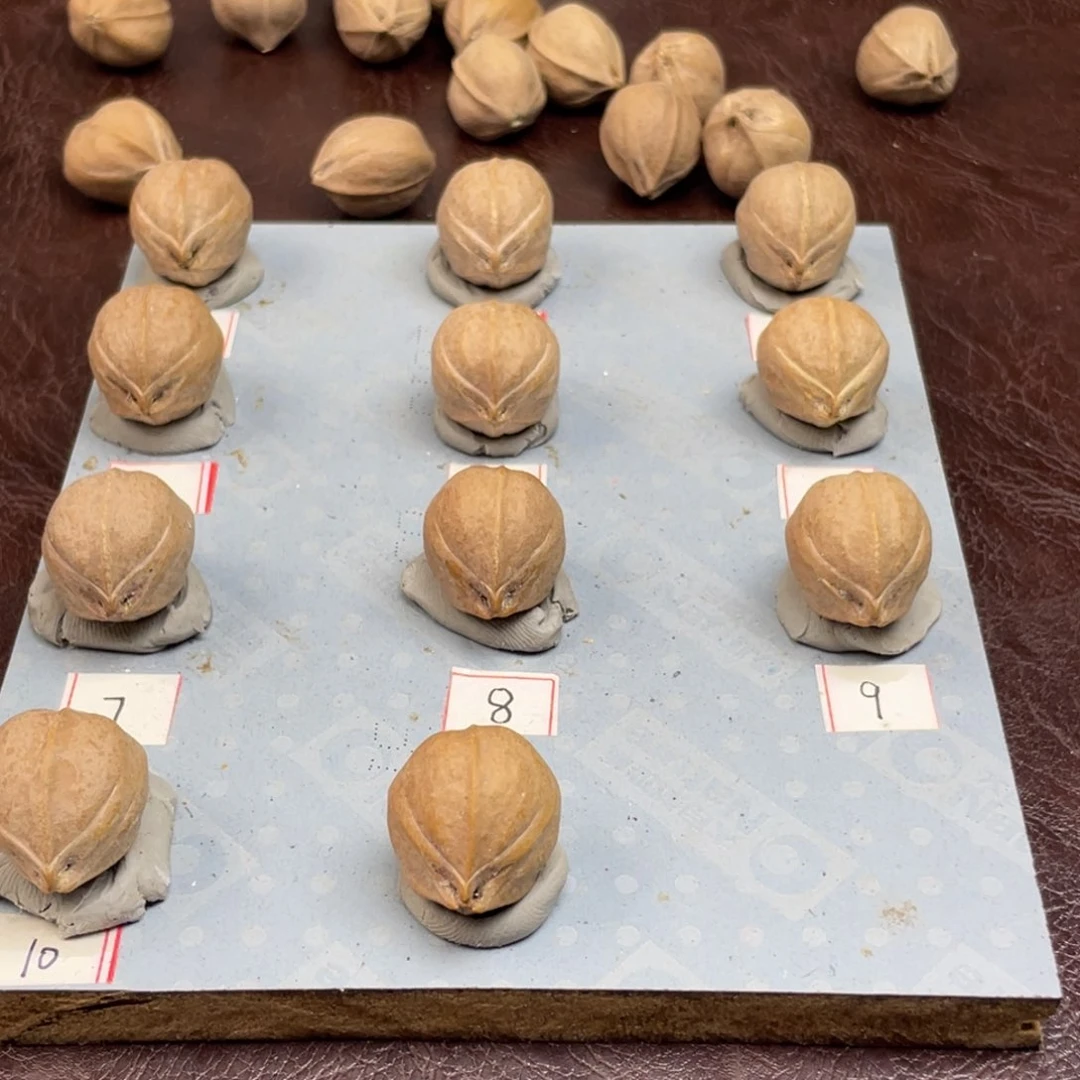 手串/手链橄榄核月****的18.25梅林铁核
