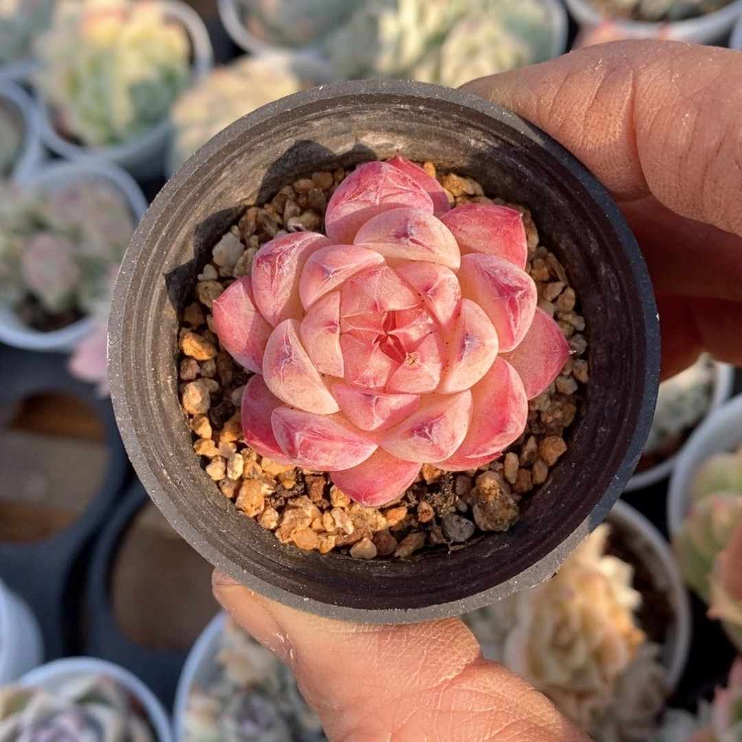 精品多多肉一物一拍不包整92