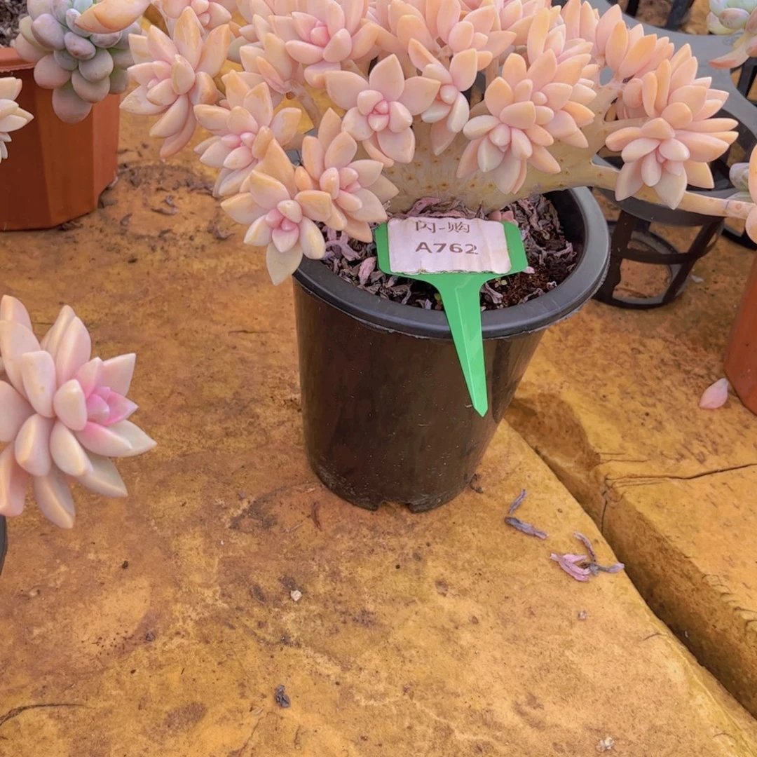 淡雪缀化Ａ762一颗一物一拍