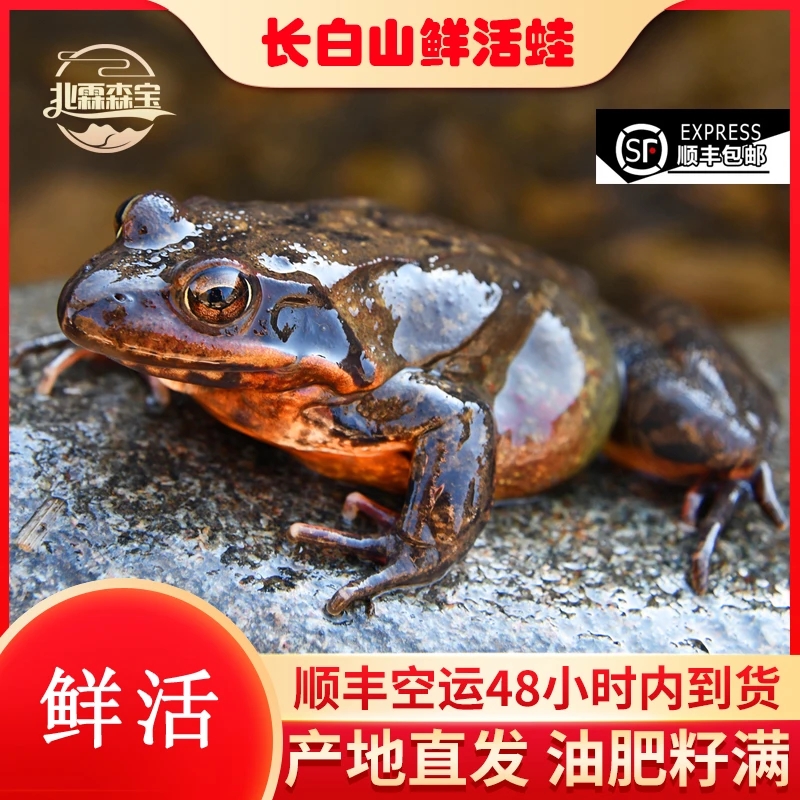 东北河鲜 母蛤蟆 林蛙 生态散养 白山靖宇产地直发 顺丰包邮