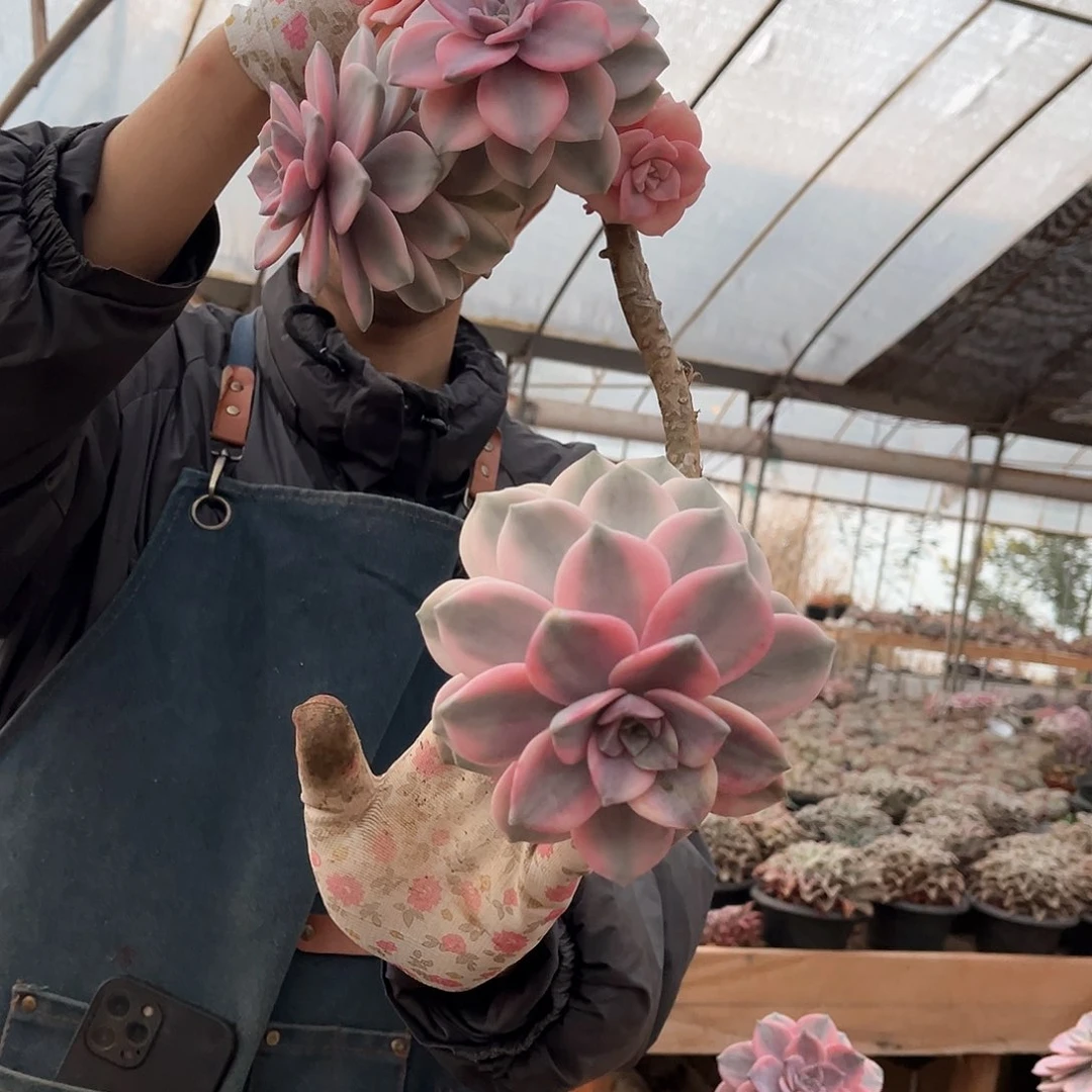 ?****?多肉植物紫乐景C74