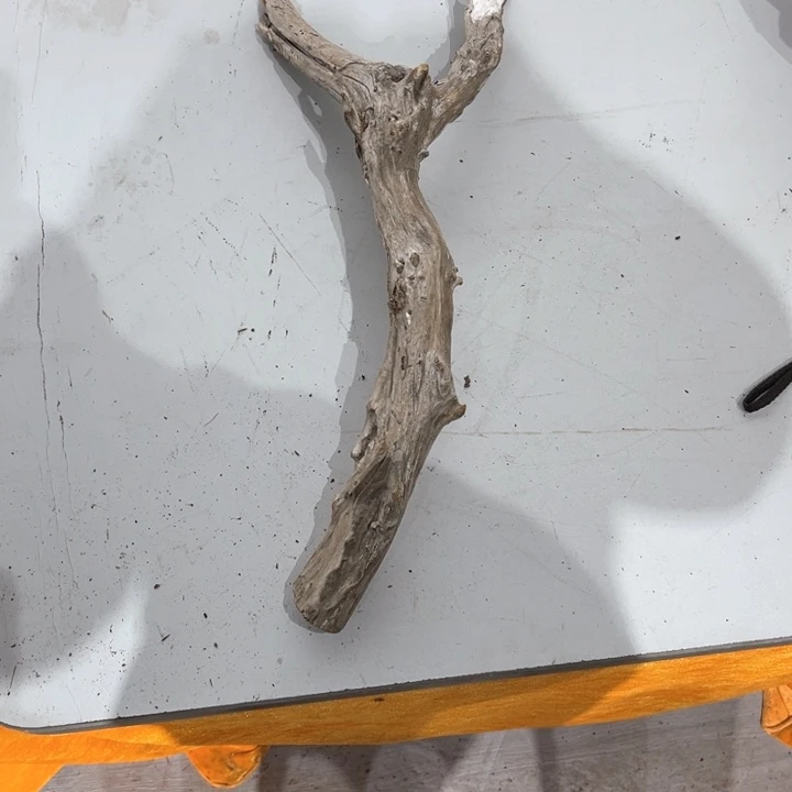 快***仙香榧木崖柏的生长发育和生长环境