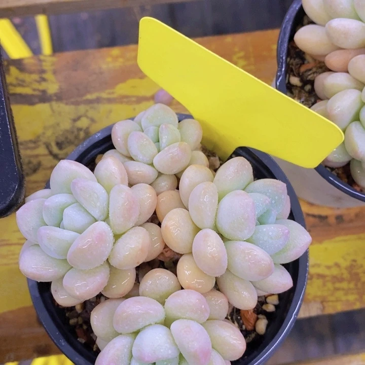 开心多肉，多肉植物