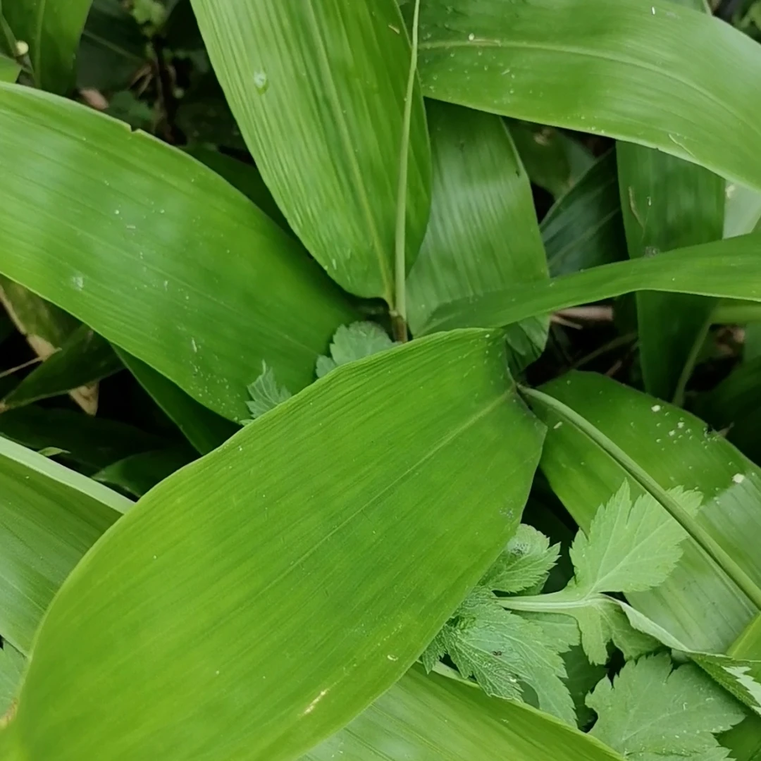 天然现摘新鲜大粽叶端午包粽子用的大号叶子干粽叶