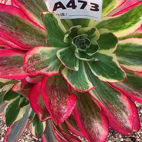 【闪购商品】陈*姨473！1234578