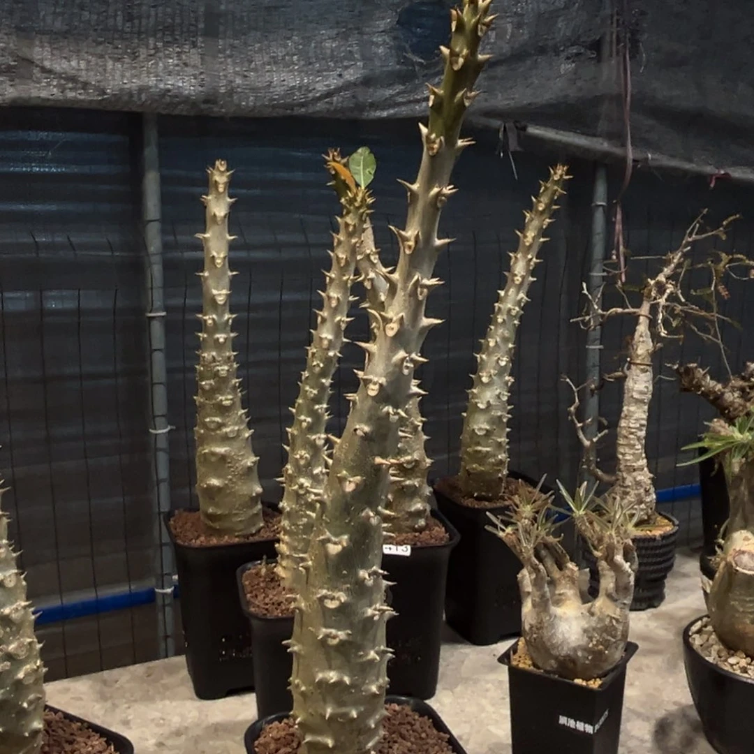 稚*414巴士棒槌块根植物脱土发货配盆两个