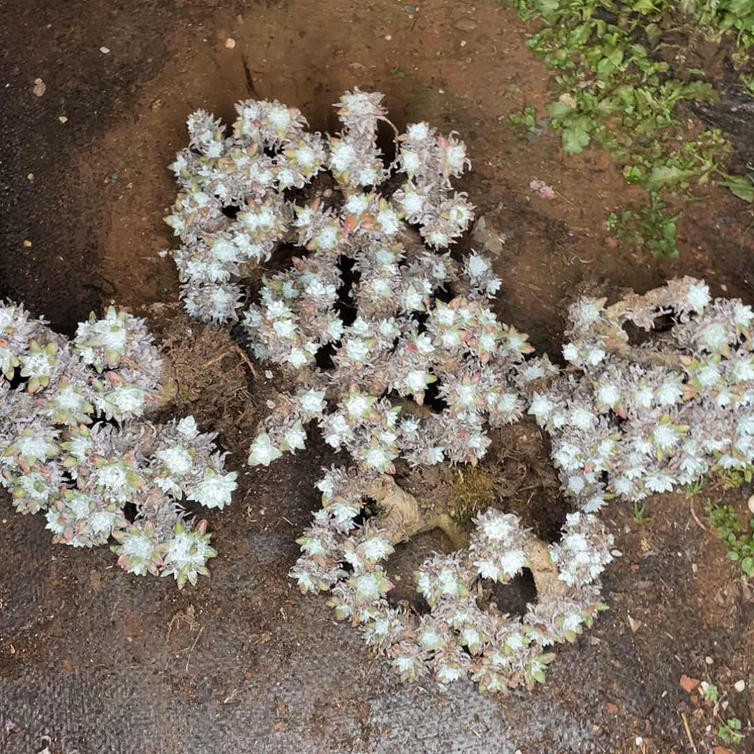 5颗白菊瑕疵特价不售后共200头