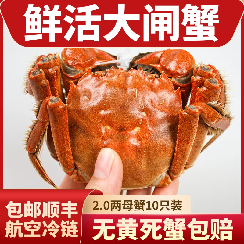 【活蟹】壹股清流黄河口大闸蟹2.0-2.3两母蟹10只礼盒装