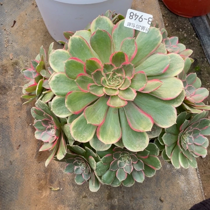948粉花妖多肉123455789