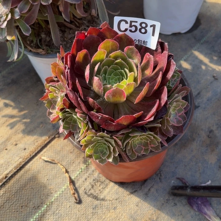 瑞妈多肉植物581万花筒