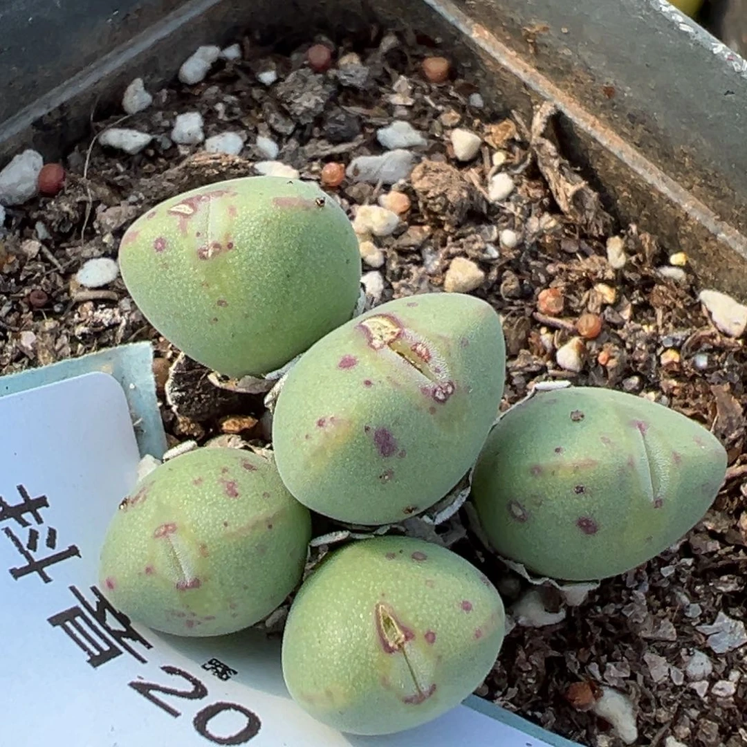 20-94少将多肉植物