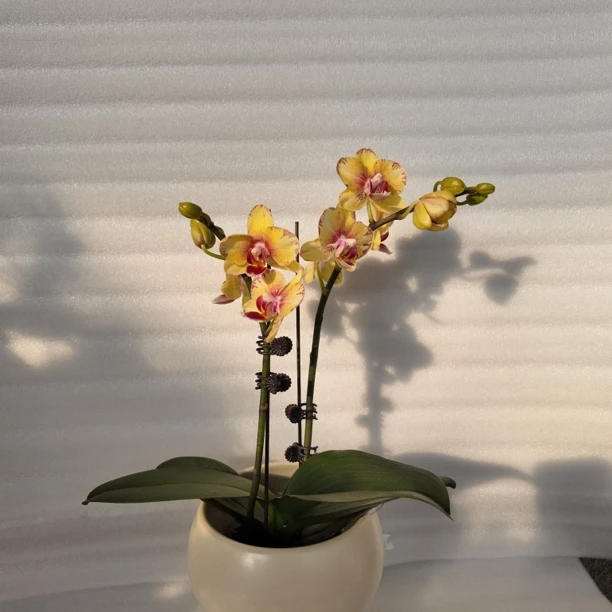 【黄财神】2.8寸 带花带花苞