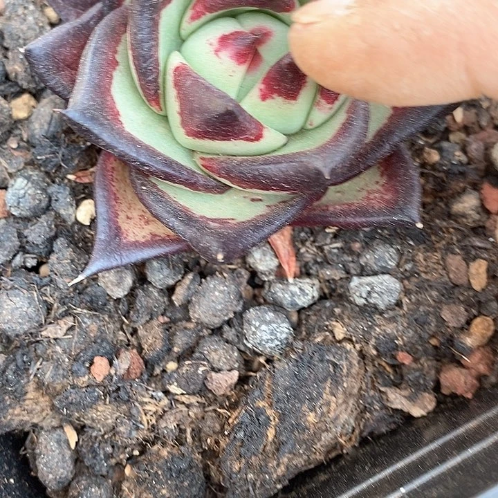 肉**雕1213————直播福利