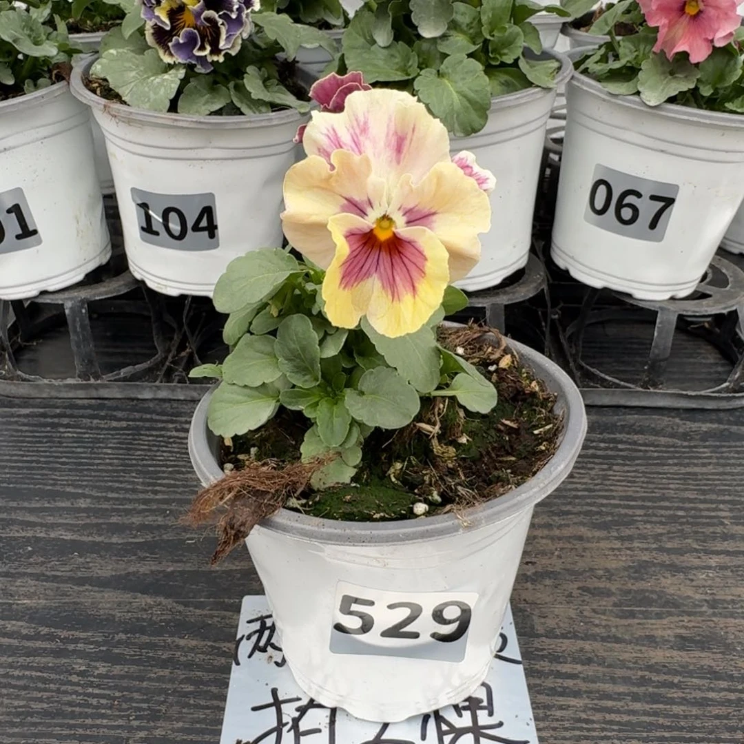 全部花朵529号恋桃