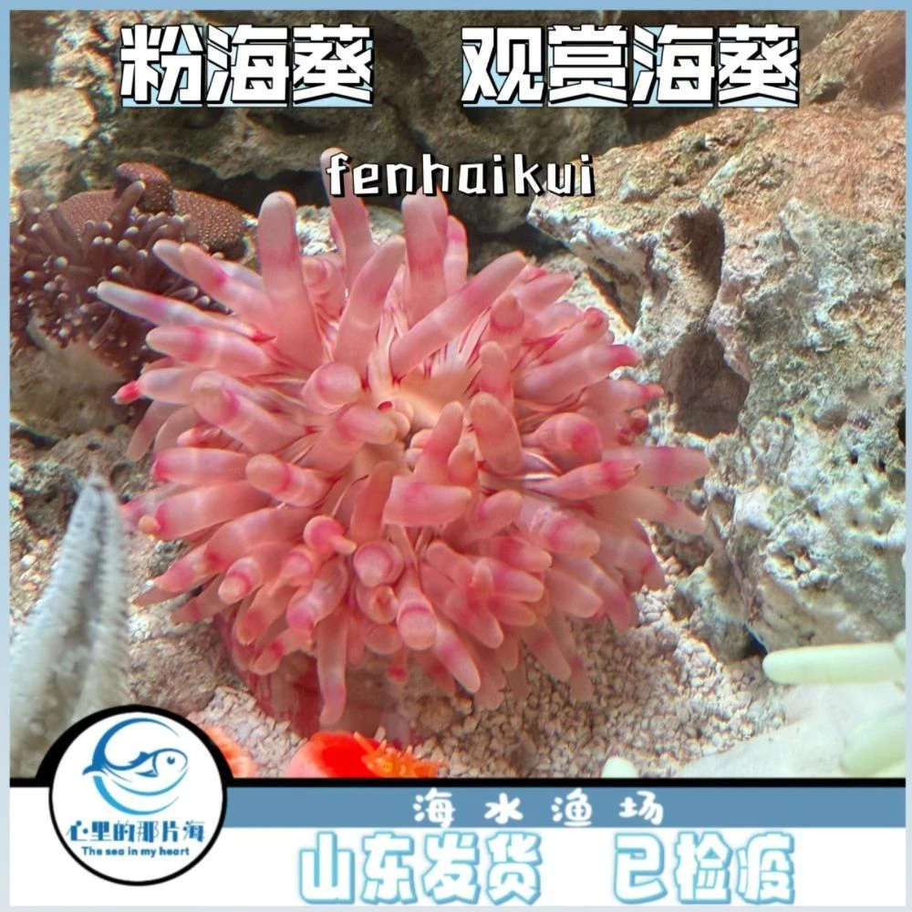 格氏丽花海葵粉海葵软体活体珊瑚海水生物