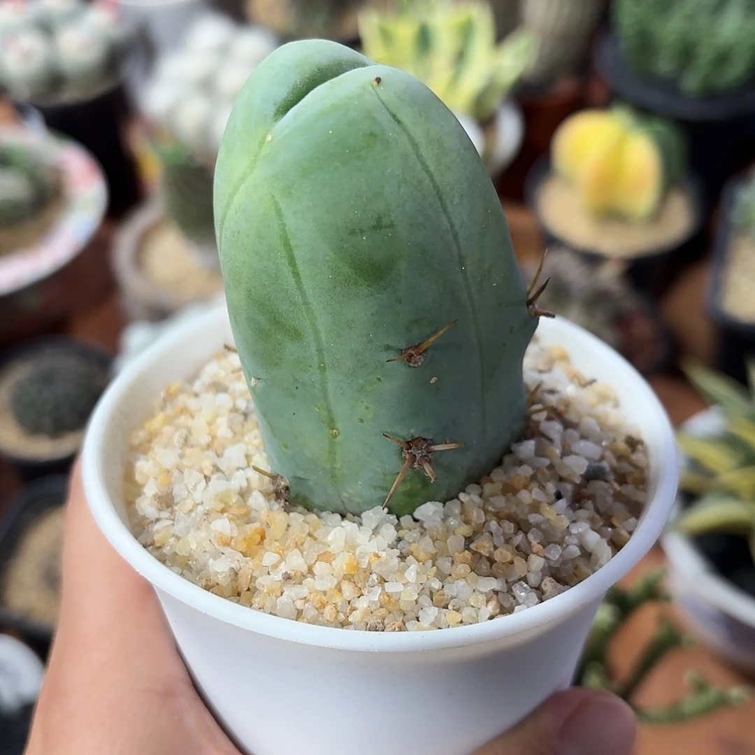 程程柱仙人球123