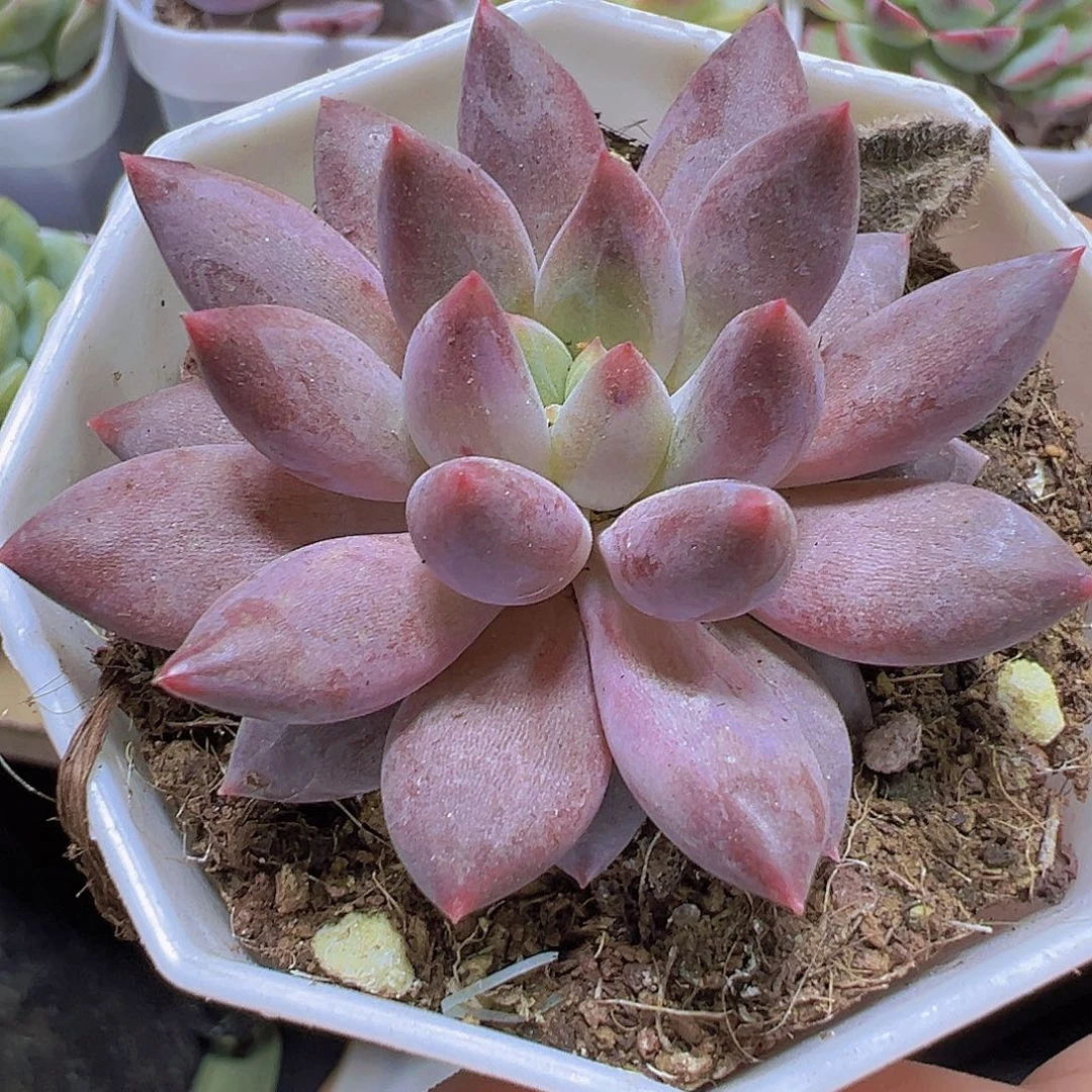 水晶球19包邮多肉植物