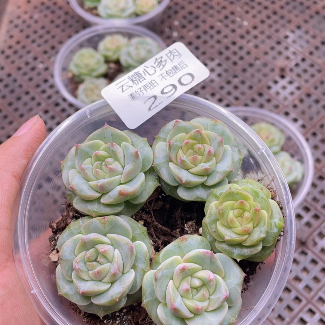 云糖心多肉植物290