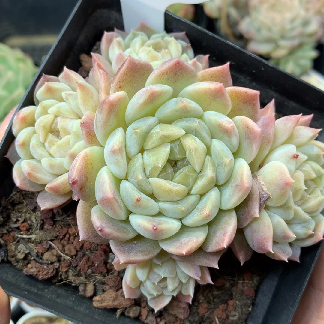 黄琉璃冰魄无砍捧花群4666