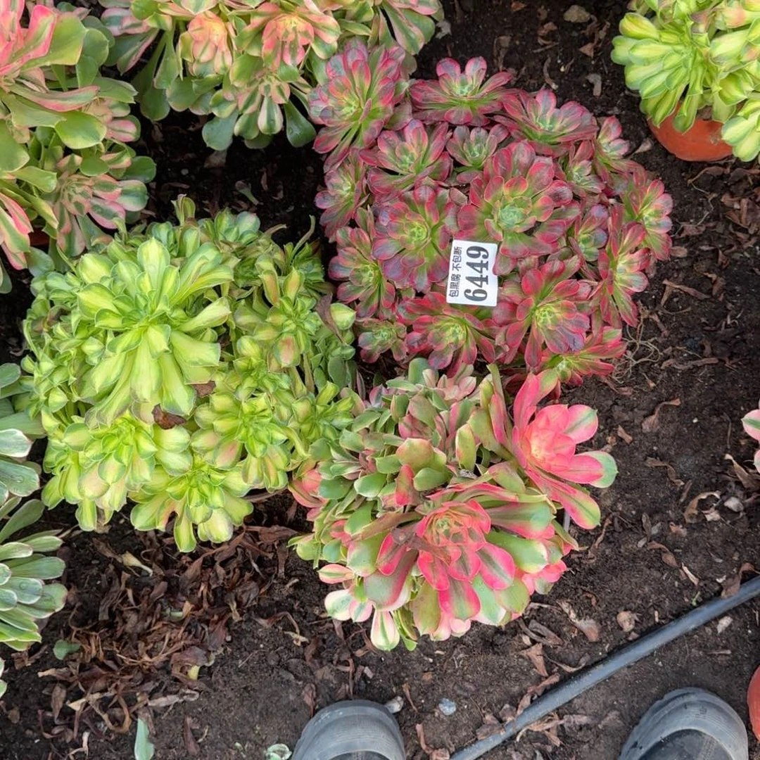 法师3颗6449 19-24