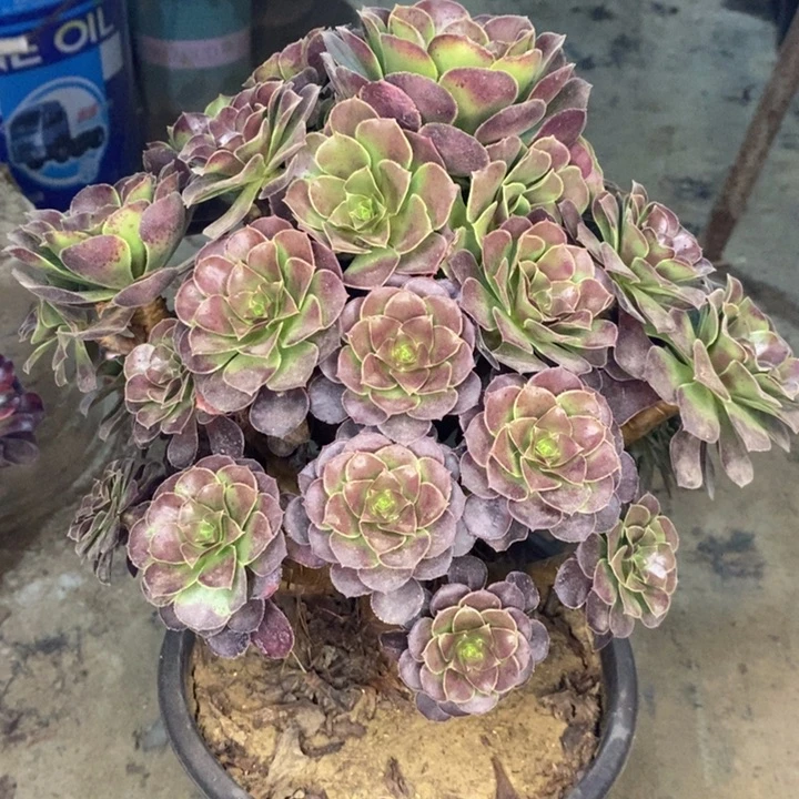 荷兰玫瑰多肉植物39