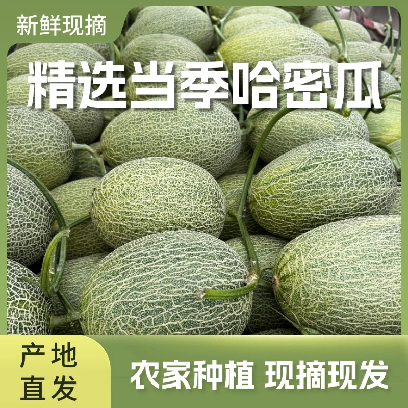 云南哈密瓜网纹瓜新鲜应季水果黄心蜜瓜肉厚脆甜多汁