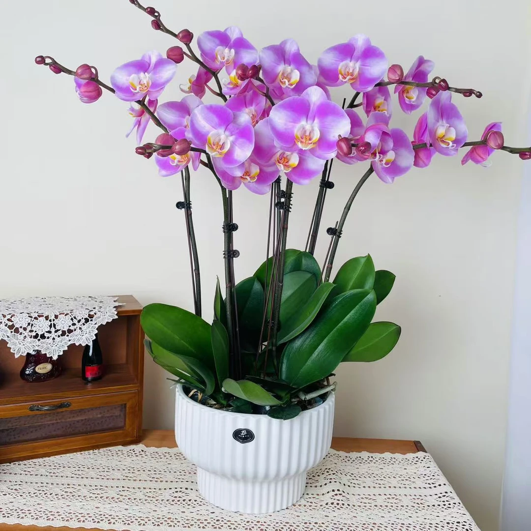 优选慕兰【明星】蝴蝶花卉组盆艺术摆件客厅花艺优雅造型6-6