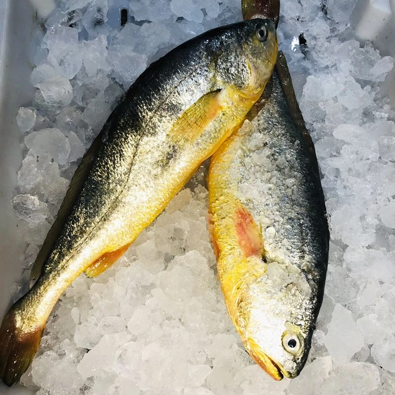 舟山深水大黄鱼 深海养殖黄鱼 9两-1.3斤每条 3条起