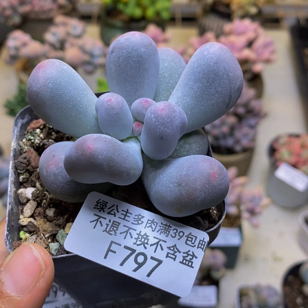 797米可奶多肉5cm