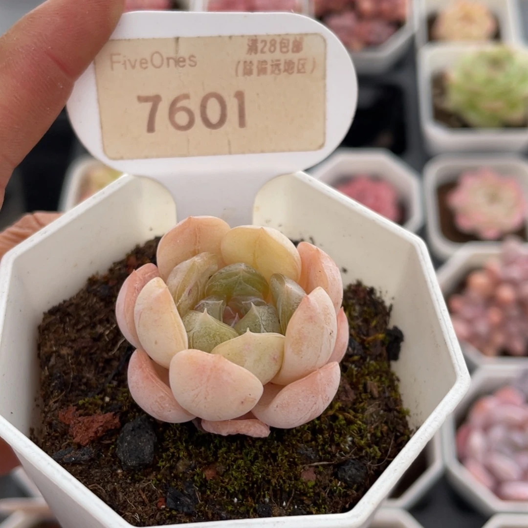 白色恋人7601-3.5厘米