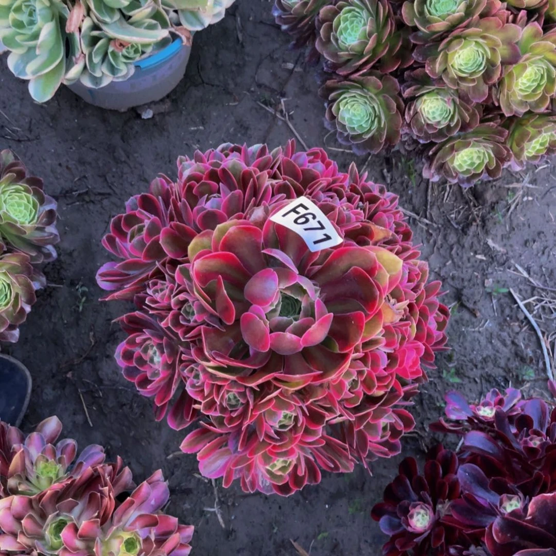 粉女郎法师朵朵6外