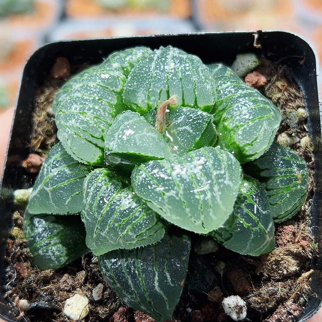 十二卷多肉云遮月