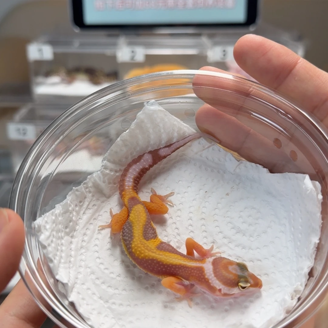 豹纹守宫橘白母温