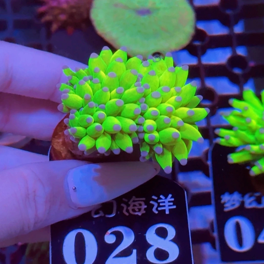 28印尼s圣杯与你拍