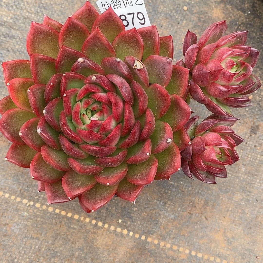 用***82879叶伤不售后～14厘米