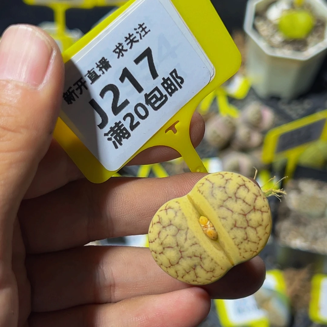 217 生石花大群生大群生