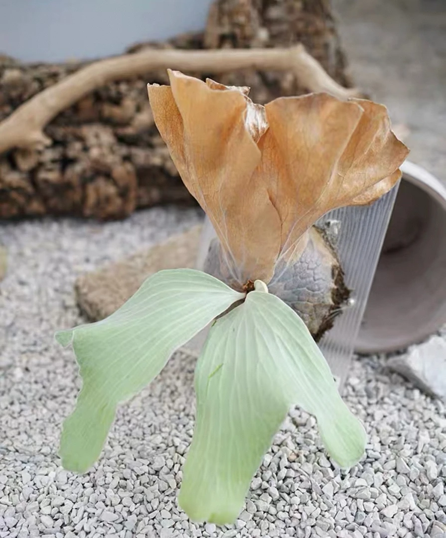 蝙蝠侠鹿角胶（中型苗）
