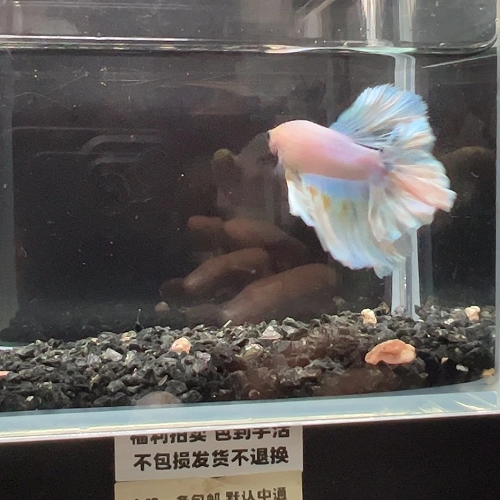 斗鱼竞拍跑单拉黑16日62