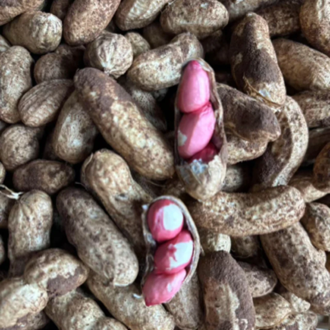 【泥巴花生】元淞新鲜当季红皮白皮带泥带壳泥巴花生
