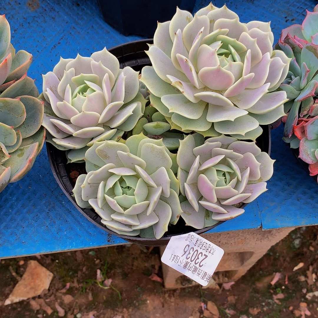 陌***开    露娜莲多肉23036