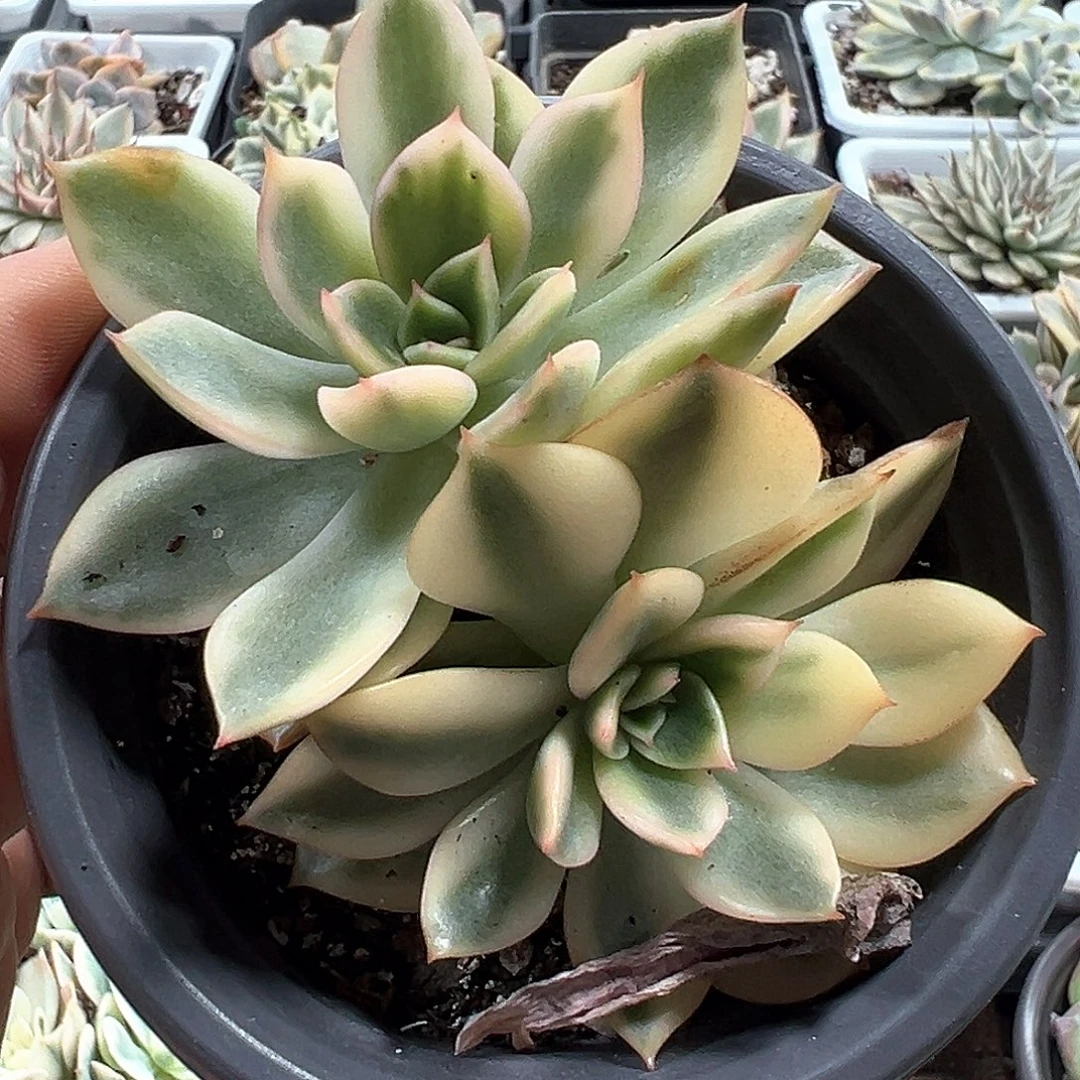 黄锦朱比例锦 一单包邮非偏远