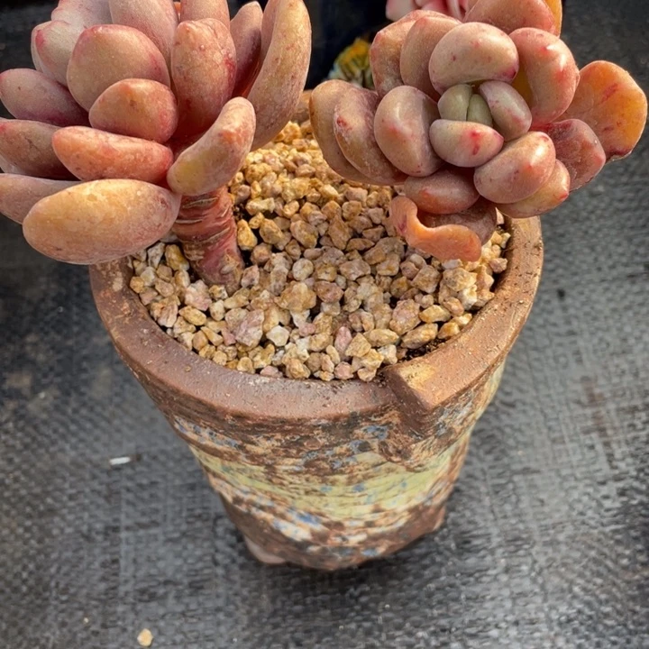 鱼*丫弥一物一一拍