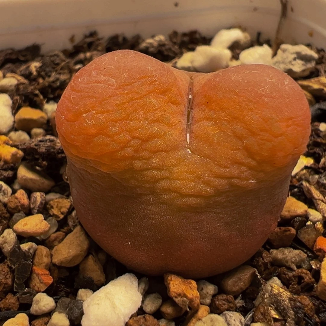 175多肉植物种类和