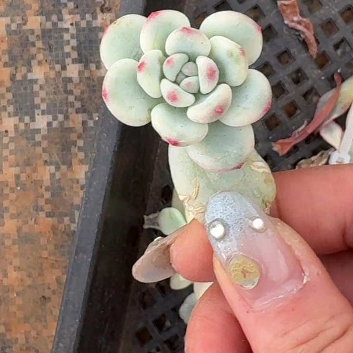 白马一物一拍好看