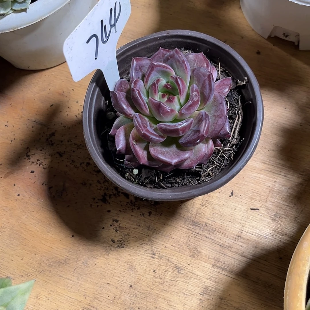 芋***糖000000000000000744