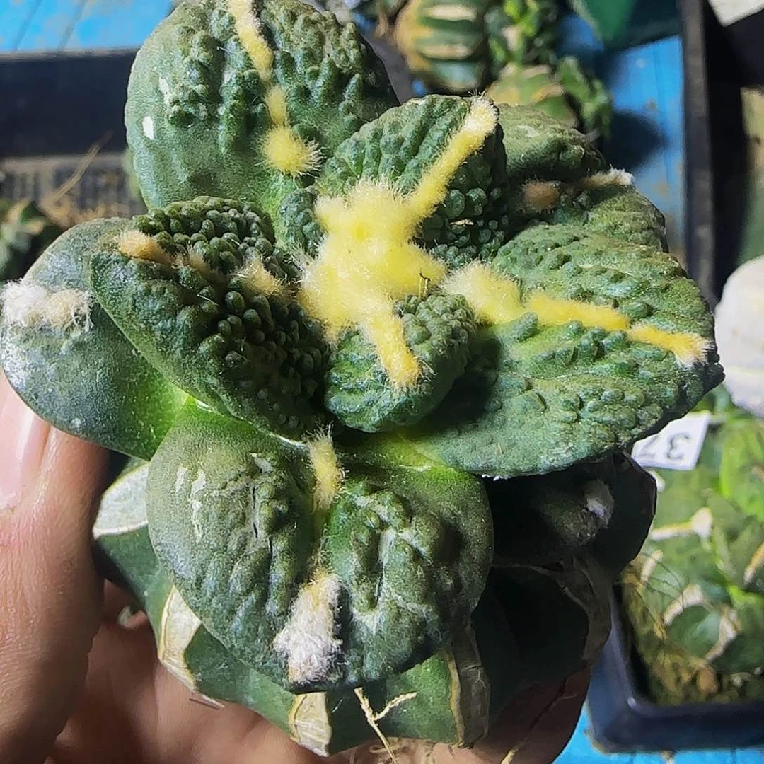 許****家牡丹902仙人球元现开花了