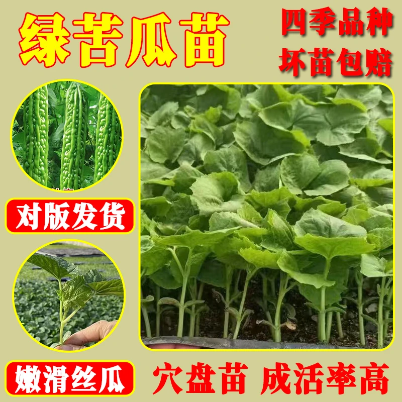 高产苦瓜秧苗子种苗易种植阳台庭院盆栽带土发货早熟盘穴蔬菜翠绿